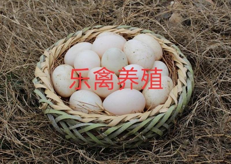乐禽养殖种鸭蛋可孵化，孵化率90%，蛋托货损补配