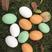 乐禽养殖种鸭蛋可孵化，孵化率90%，蛋托货损补配