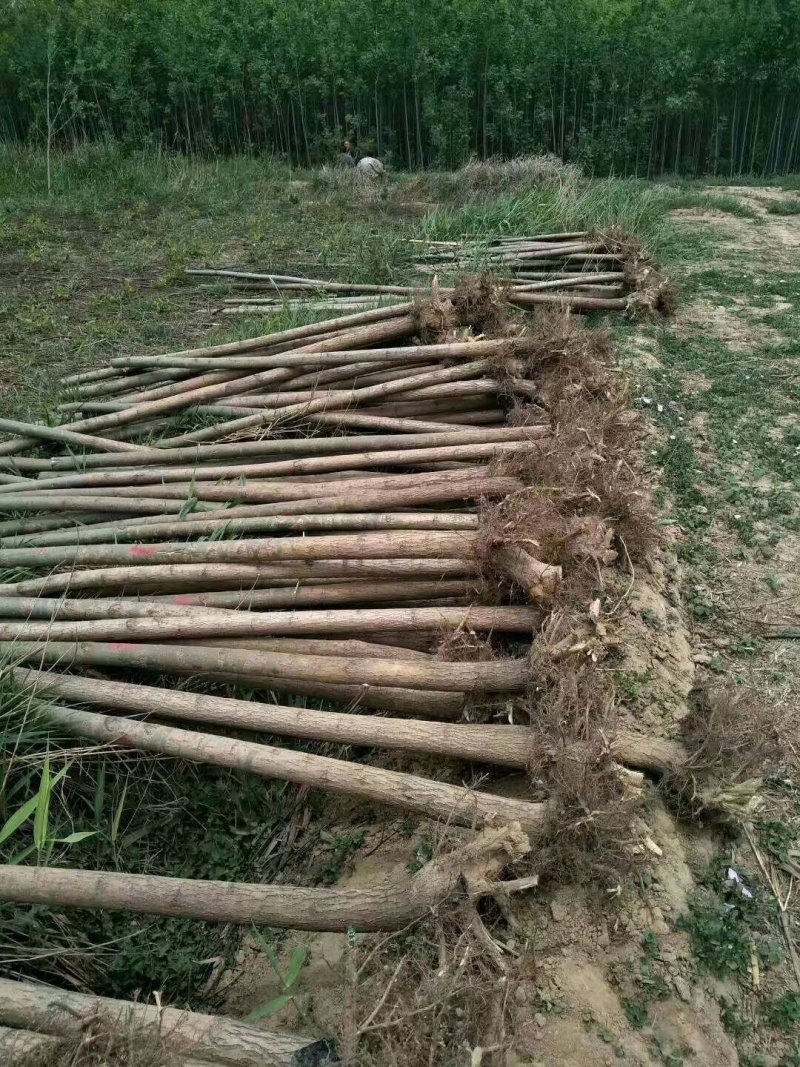 千亩柳树基地供货4公分5公分6公分