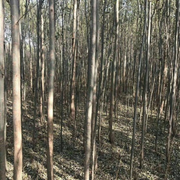 千亩柳树基地供货4公分5公分6公分