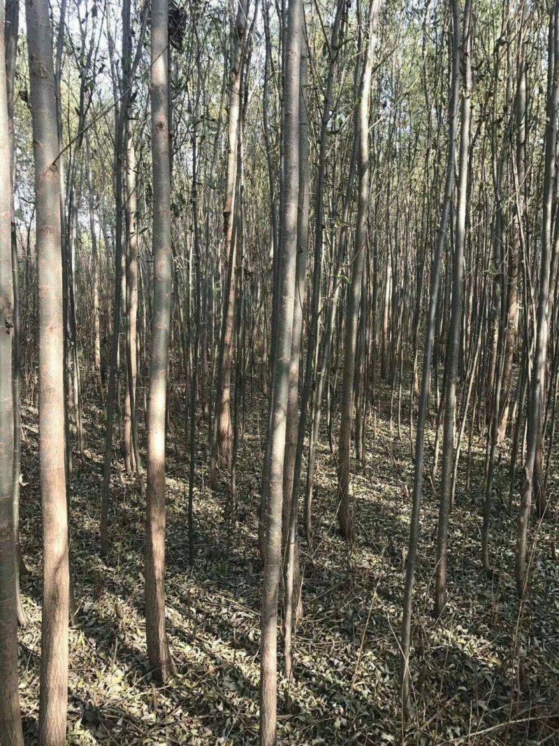 千亩柳树基地供货4公分5公分6公分