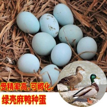 乐禽养殖种鸭蛋可孵化，孵化率90%，蛋托货损补配