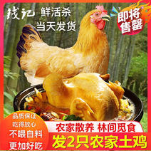 【聚便宜】正宗散养三黄土鸡老母鸡一件代发包邮