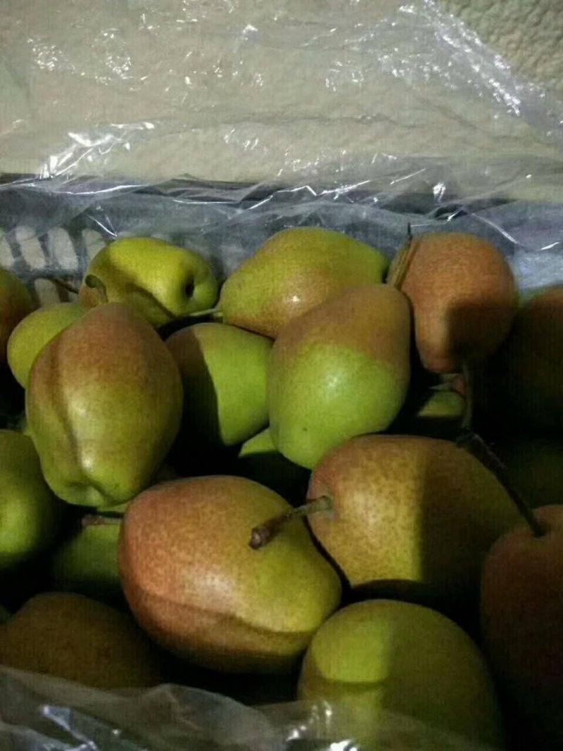 早酥红梨苗80cm以上包邮发货优质彩虹梨批发