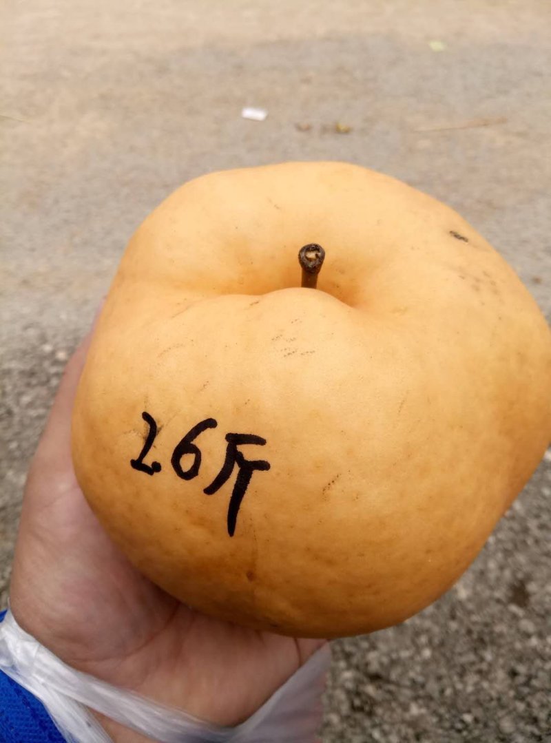 早酥红梨苗80cm以上包邮发货优质彩虹梨批发