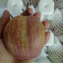 早酥红梨苗80cm以上包邮发货优质彩虹梨批发