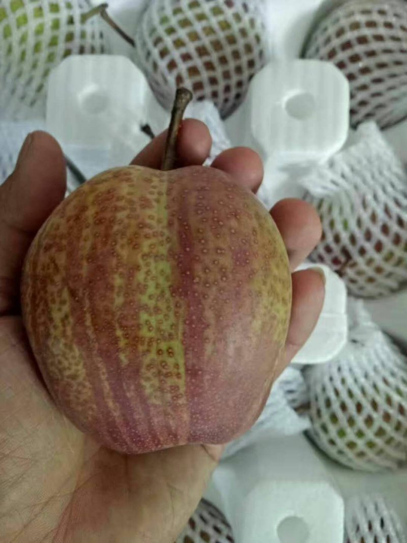 早酥红梨苗80cm以上包邮发货优质彩虹梨批发
