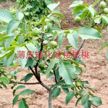 核桃苗薄皮核桃8518正宗嫁接苗保证品种现挖现卖