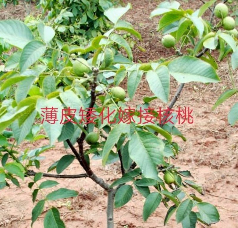 核桃苗薄皮核桃8518正宗嫁接苗保证品种现挖现卖