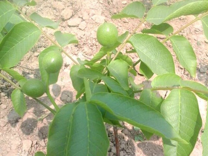 核桃苗薄皮核桃8518正宗嫁接苗保证品种现挖现卖