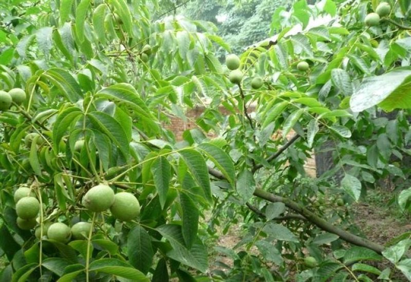 核桃苗薄皮核桃8518正宗嫁接苗保证品种现挖现卖