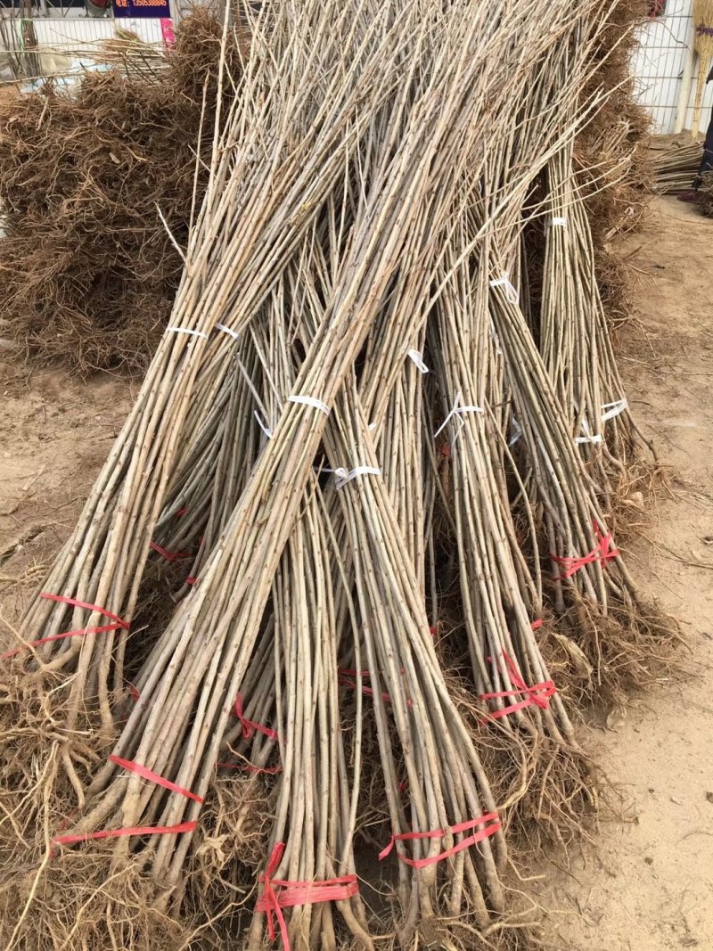 樱桃苗品种樱桃苗批发大棚用樱桃苗矮化樱桃苗