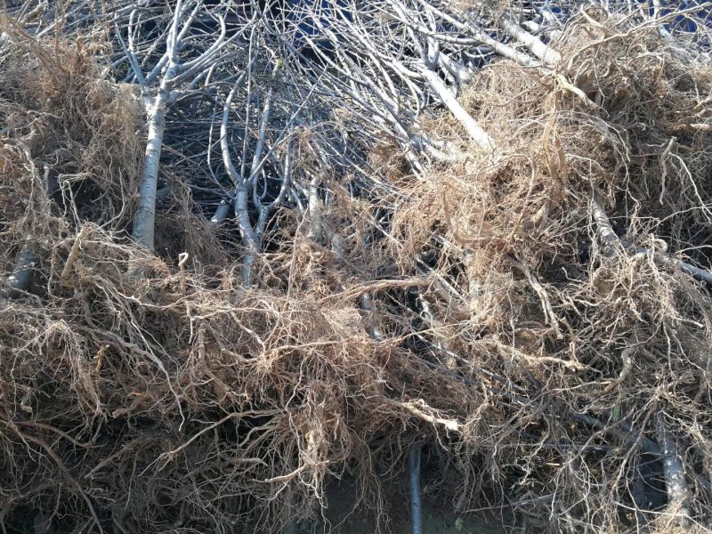 樱桃苗品种樱桃苗批发大棚用樱桃苗矮化樱桃苗