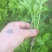 优质穴盘/地拔芹菜苗苗厂直销现挖现发品种质量保证