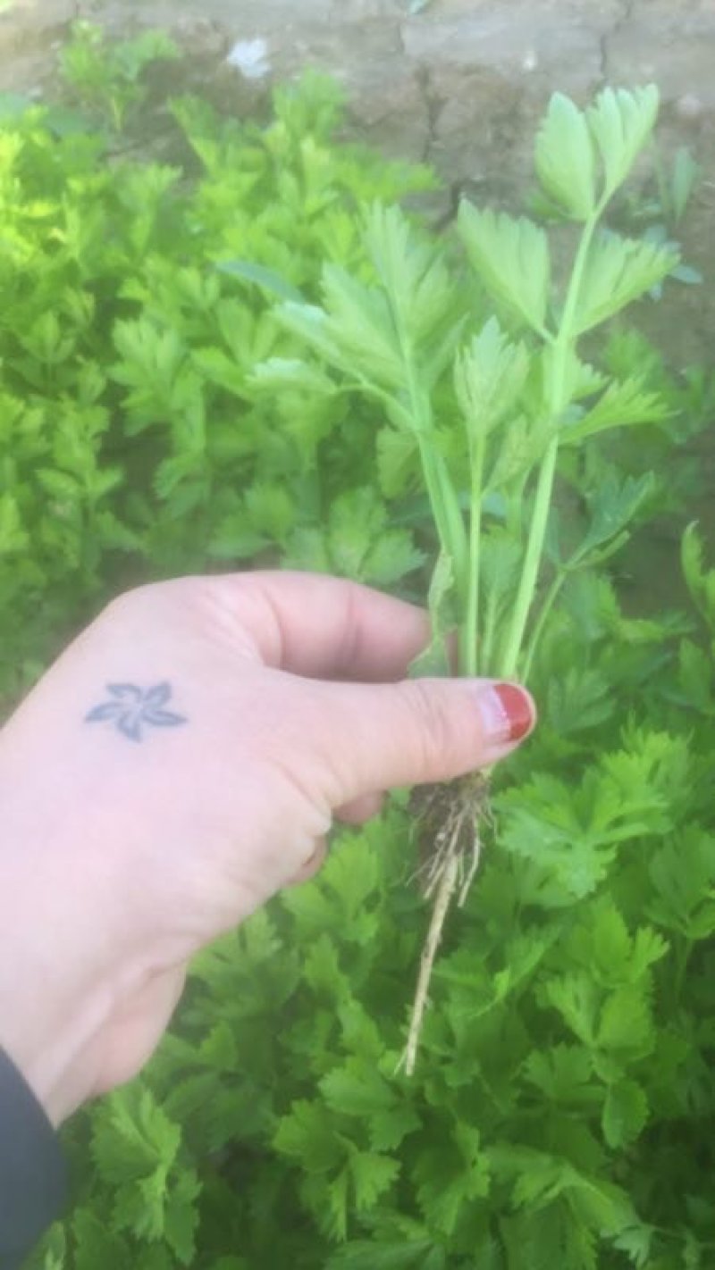 优质穴盘/地拔芹菜苗苗厂直销现挖现发品种质量保证