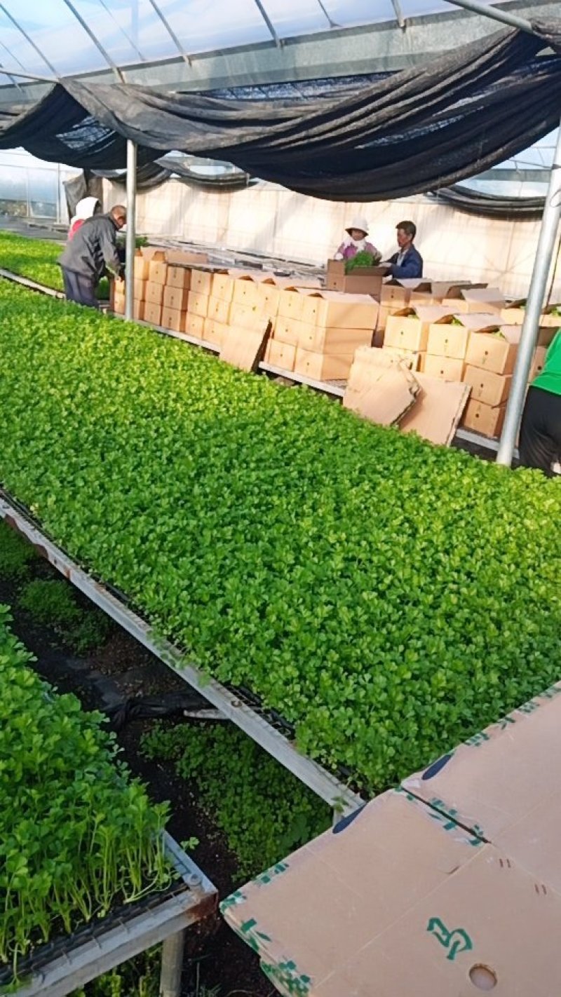 优质穴盘/地拔芹菜苗苗厂直销现挖现发品种质量保证