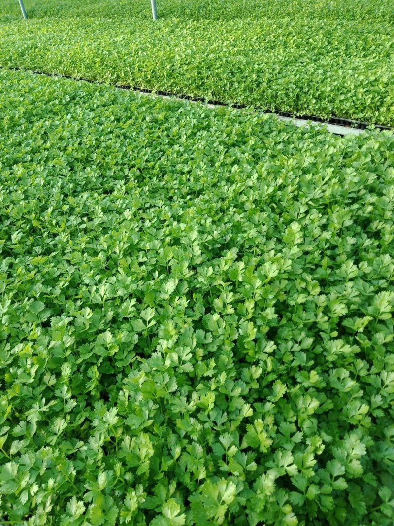 优质穴盘/地拔芹菜苗苗厂直销现挖现发品种质量保证