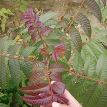 红油香椿苗大棚香椿苗批发40~50cm