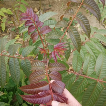 红油香椿苗大棚香椿苗批发40~50cm