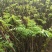 红油香椿苗大棚香椿苗批发40~50cm