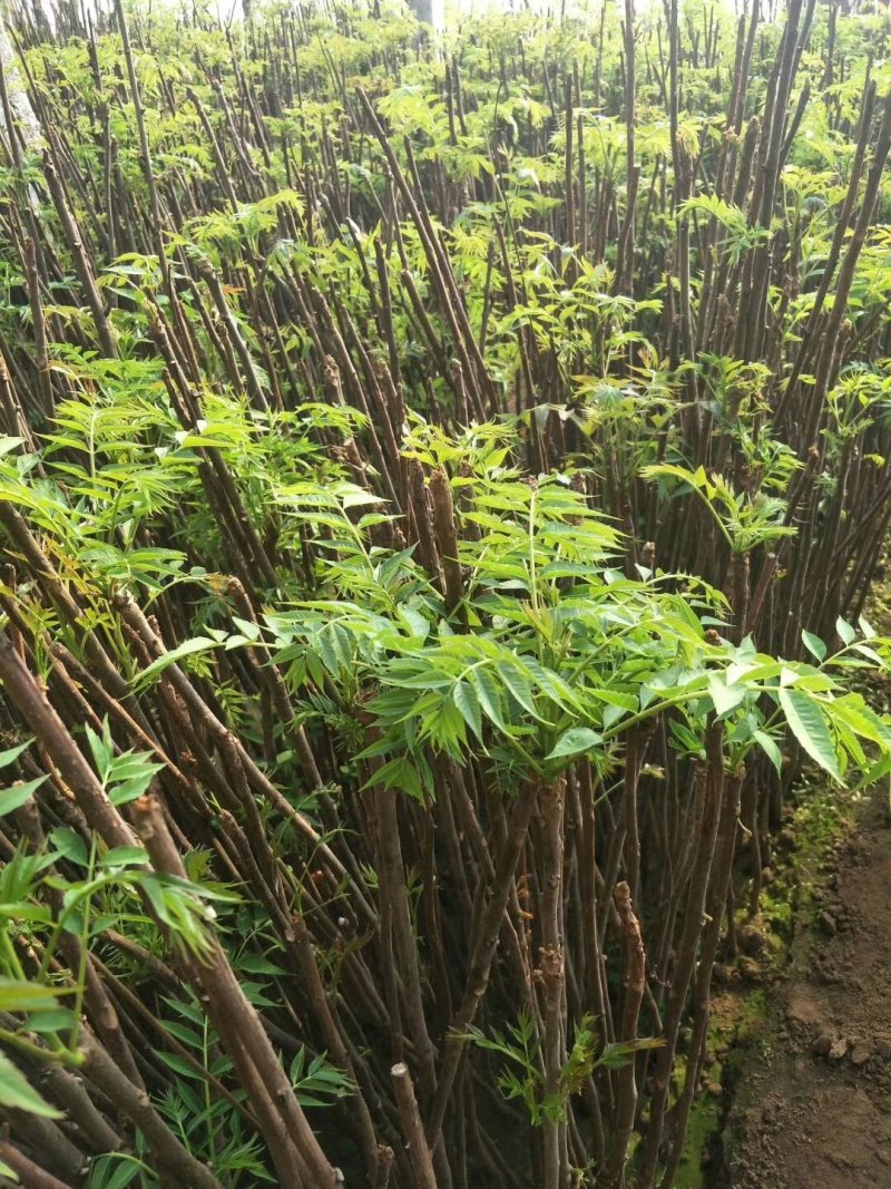 红油香椿苗大棚香椿苗批发40~50cm
