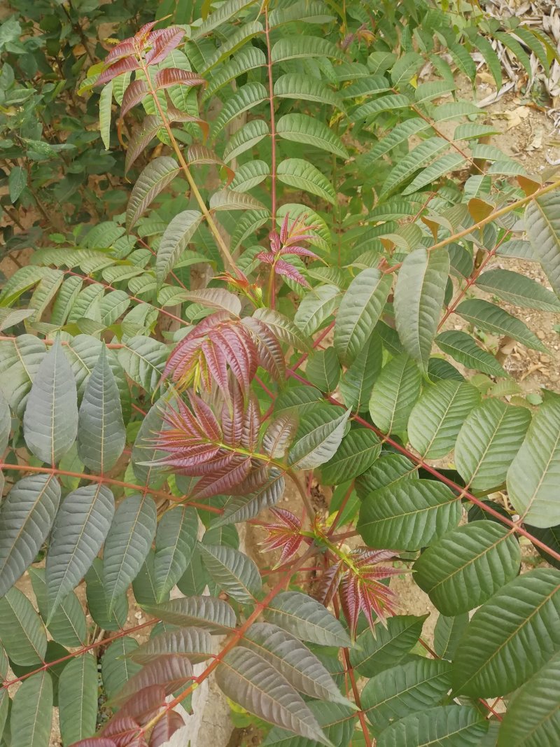 红油香椿苗大棚香椿苗批发40~50cm