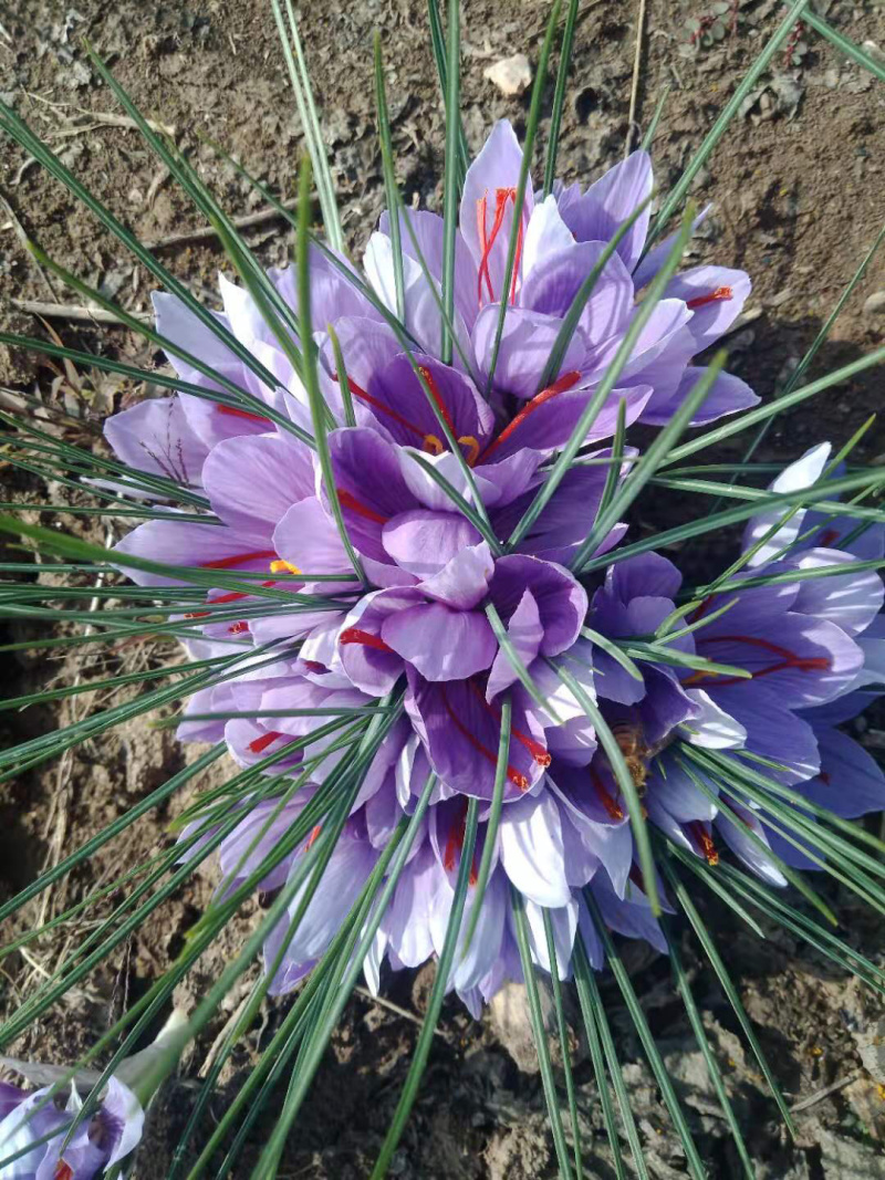 安徽亳州藏红花花丝，双沟藏红花
