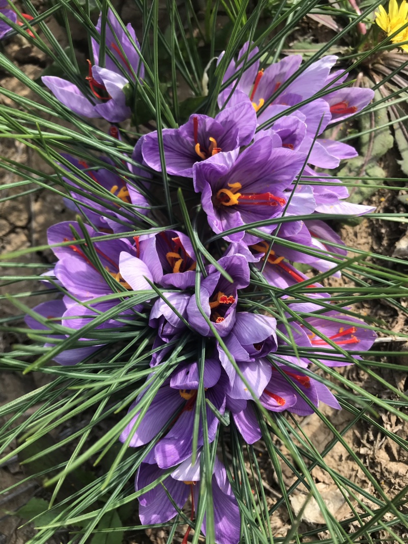 安徽亳州藏红花花丝，双沟藏红花