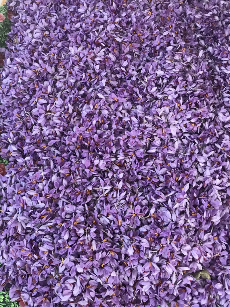安徽亳州藏红花花丝，双沟藏红花