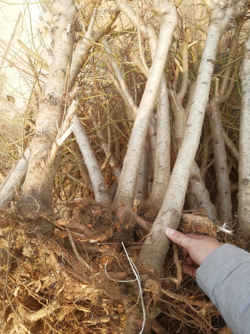 映霜红桃苗冬桃树苗大量出售晚熟品种桃苗批发