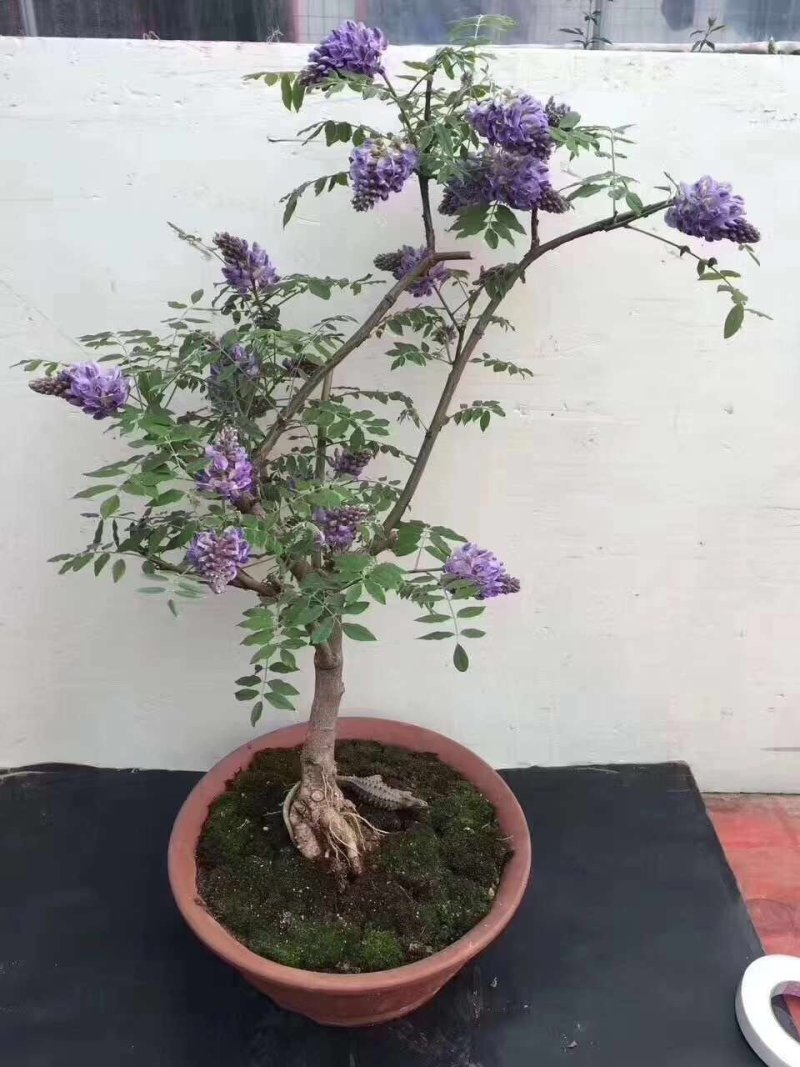 多季节开花紫藤，欧洲紫藤花苗，紫水晶，蓝月亮