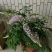 多季节开花紫藤，欧洲紫藤花苗，紫水晶，蓝月亮