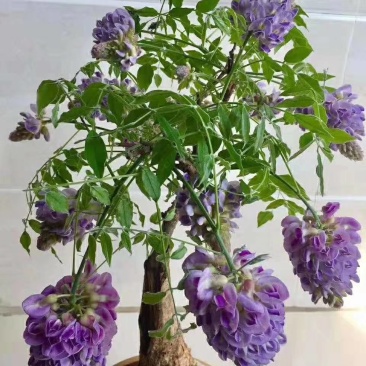 多季节开花紫藤，欧洲紫藤花苗，紫水晶，蓝月亮