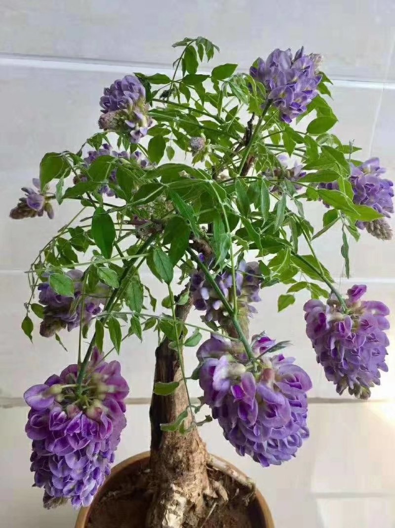 多季节开花紫藤，欧洲紫藤花苗，紫水晶，蓝月亮