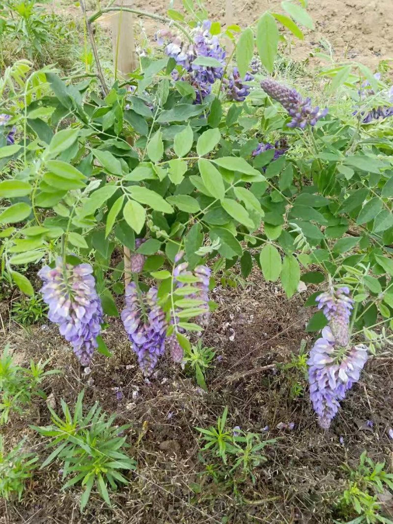 多季节开花紫藤，欧洲紫藤花苗，紫水晶，蓝月亮