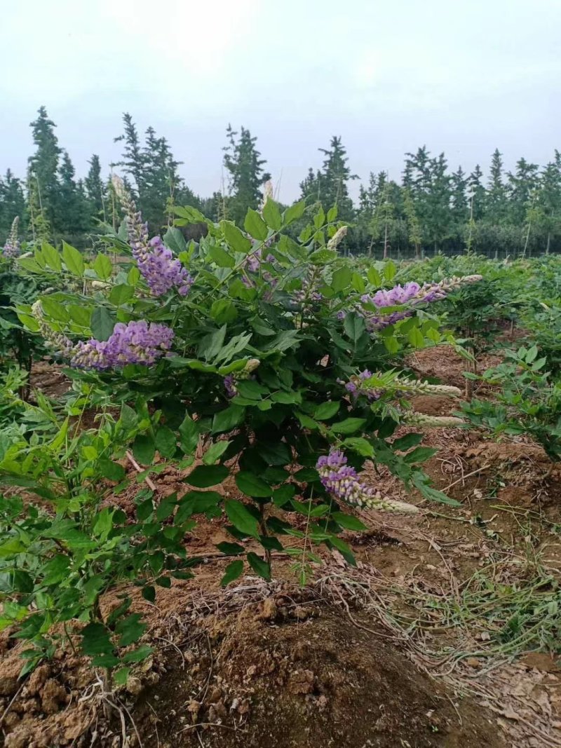 多季节开花紫藤，欧洲紫藤花苗，紫水晶，蓝月亮