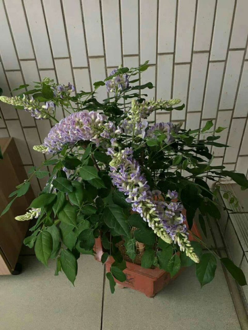多季节开花紫藤，欧洲紫藤花苗，紫水晶，蓝月亮