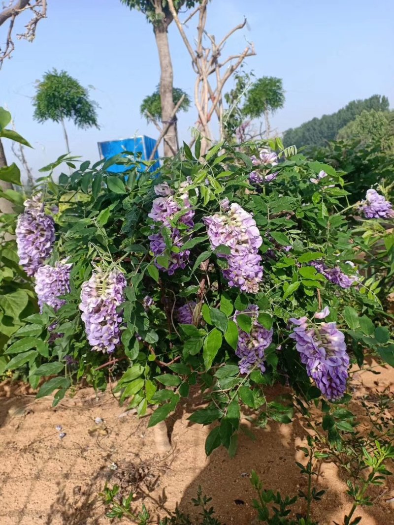 多季节开花紫藤，欧洲紫藤花苗，紫水晶，蓝月亮