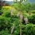 多季节开花紫藤，欧洲紫藤花苗，紫水晶，蓝月亮