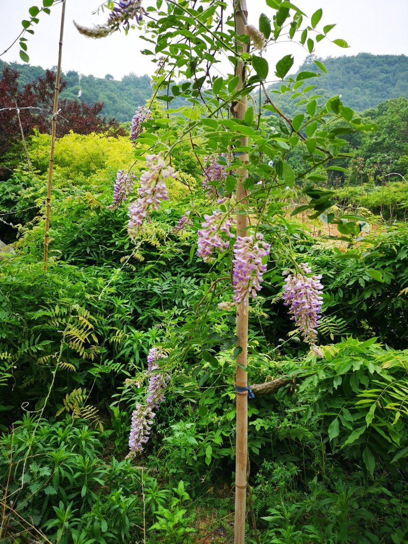 多季节开花紫藤，欧洲紫藤花苗，紫水晶，蓝月亮