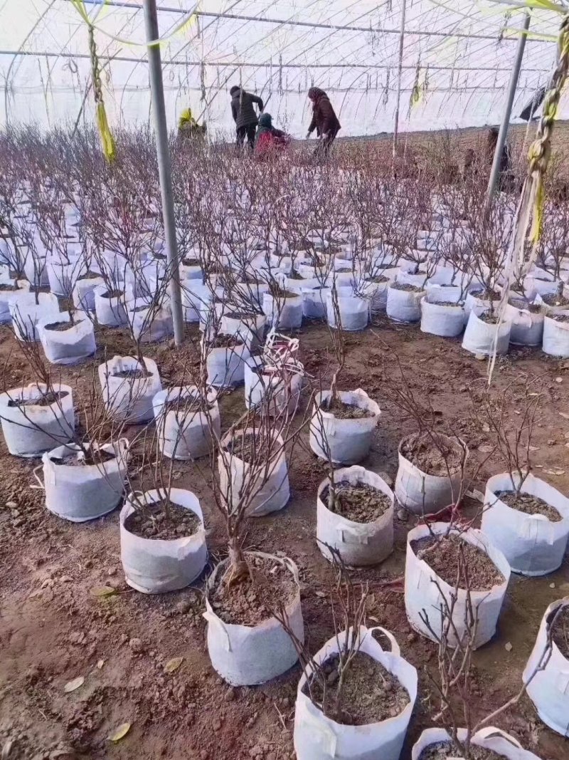 多季节开花紫藤，欧洲紫藤花苗，紫水晶，蓝月亮