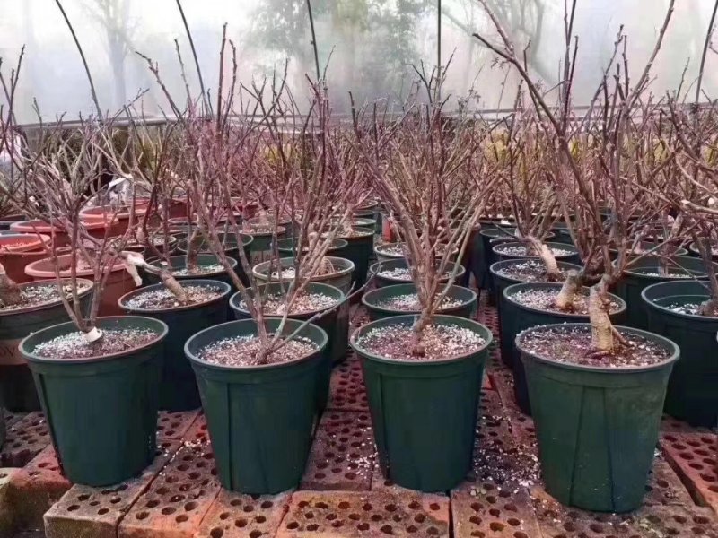 多季节开花紫藤，欧洲紫藤花苗，紫水晶，蓝月亮