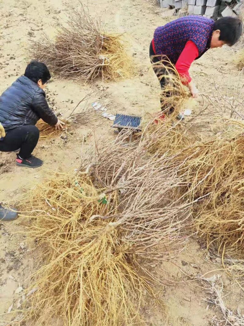 多季节开花紫藤，欧洲紫藤花苗，紫水晶，蓝月亮