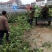 精品红莴笋十一月十号上市产地直供质量上乘规格齐全