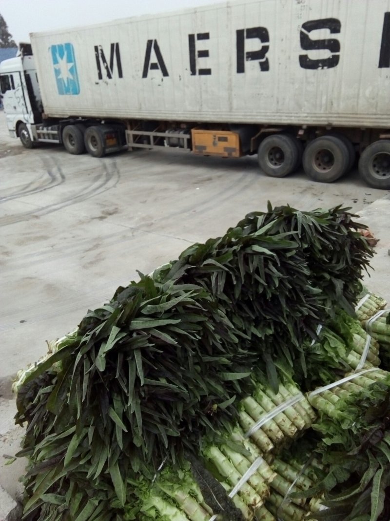 精品红莴笋十一月十号上市产地直供质量上乘规格齐全