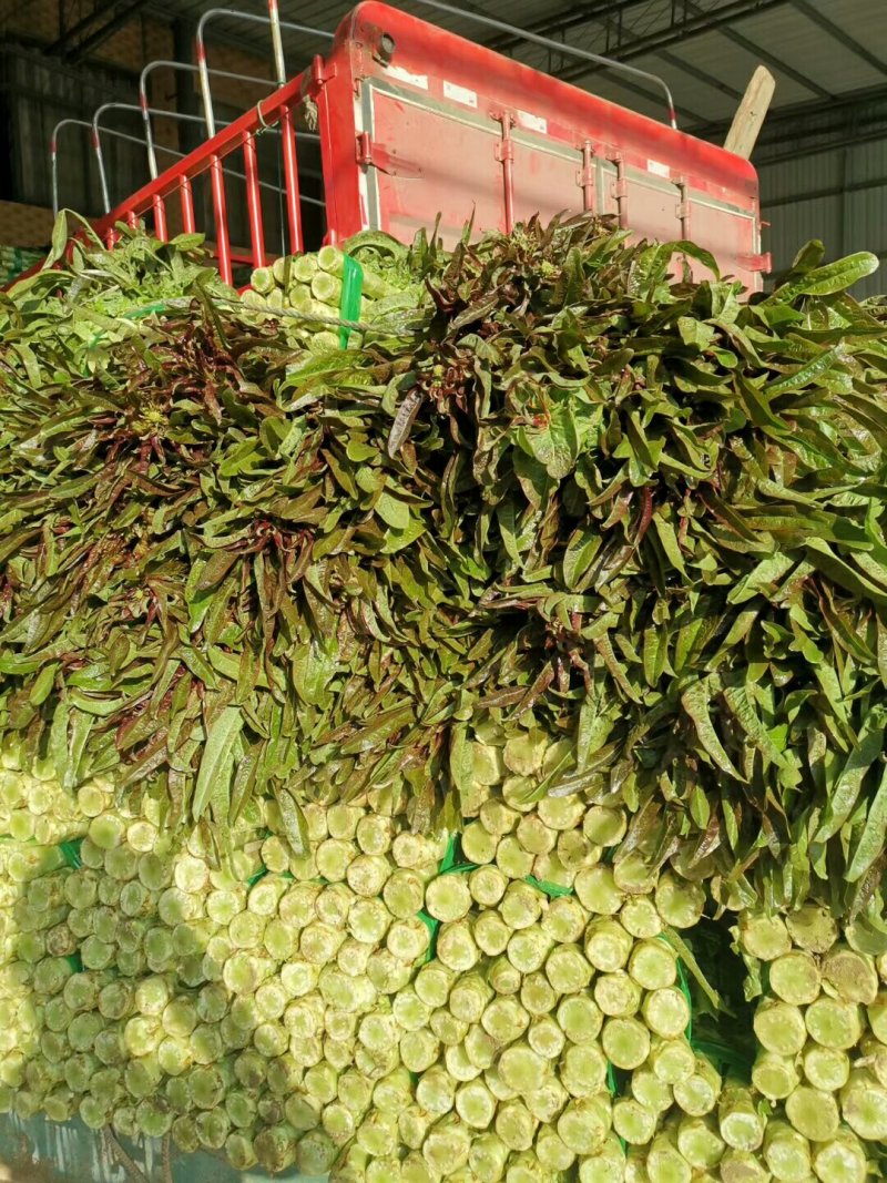 精品红莴笋十一月十号上市产地直供质量上乘规格齐全