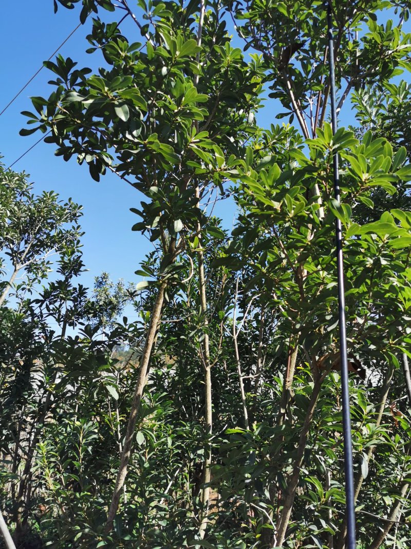 杨梅苗，东魁，荸荠，台梅大小皆有