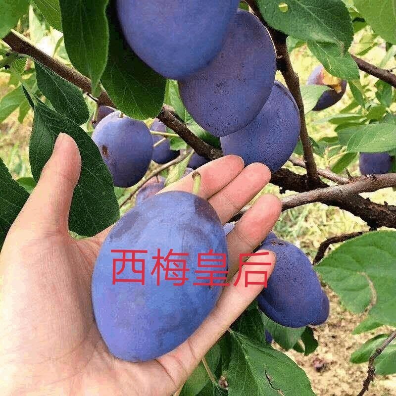 西梅苗西梅皇后西梅女神法兰西蓝蜜西梅苗包邮包成活