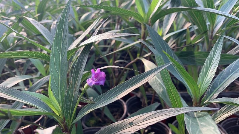 翠芦莉