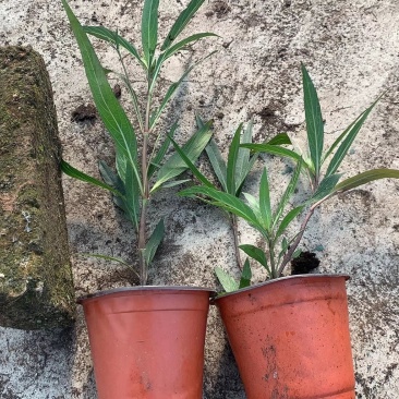 翠芦莉
